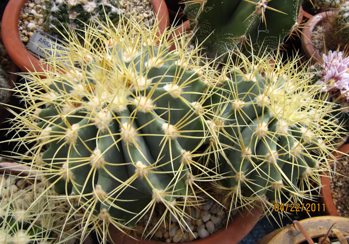 Ferocactus glaucescens